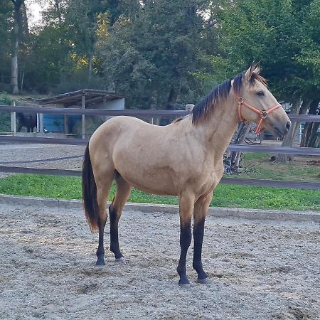 Ferienwohnung Repos Rouge-Plaisir Au Milieu Des Chevaux Kembs Exterior foto