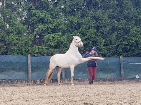 Ferienwohnung Repos Rouge-Plaisir Au Milieu Des Chevaux Kembs Exterior foto
