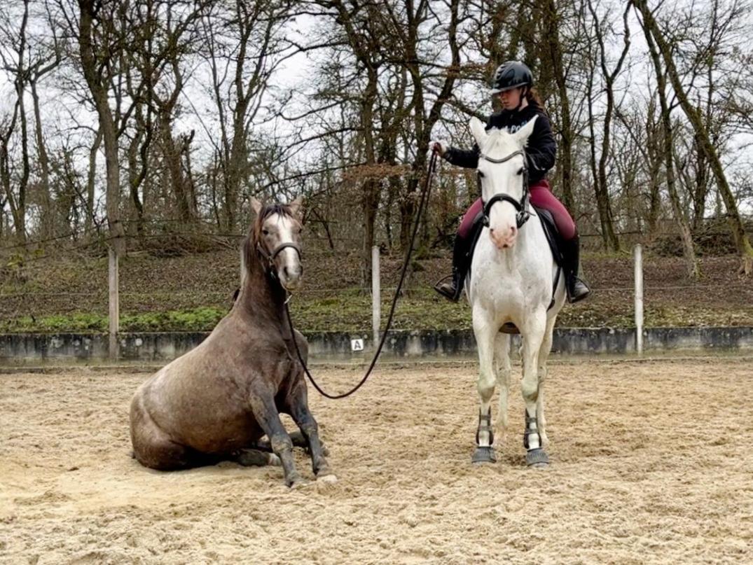 Ferienwohnung Repos Rouge-Plaisir Au Milieu Des Chevaux Kembs Exterior foto