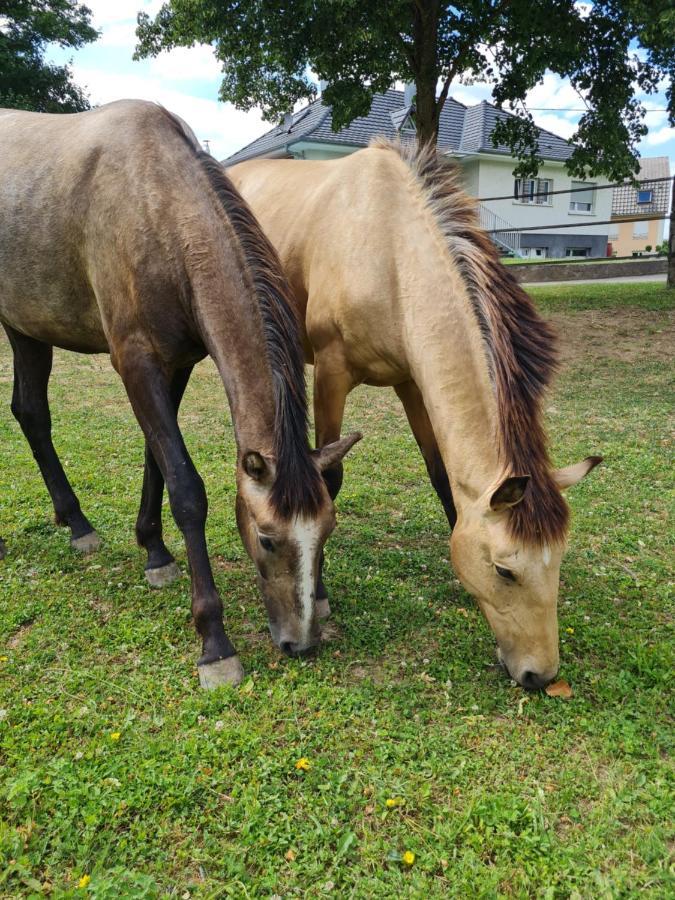 Ferienwohnung Repos Rouge-Plaisir Au Milieu Des Chevaux Kembs Exterior foto
